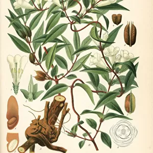 Yellow jessamine or jasmine, Gelsemium sempervirens