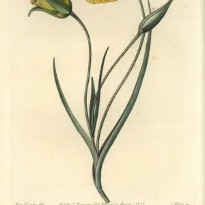 Yellow mariposa lily, Calochortus luteus