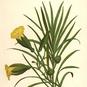 Yellow oleander, Thevetia nerifolia