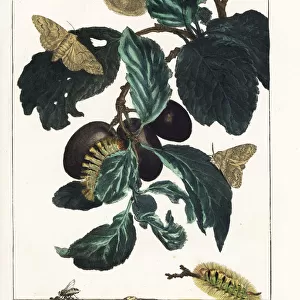 Yellow or pale tussock moth, Calliteara pudibunda