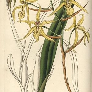 Yellowish miltonia orchid, Miltonia flavescens
