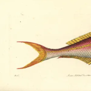 Yellowtail snapper, Ocyurus chrysurus