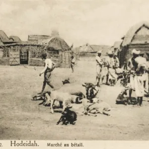 Yemen - Livestock Market at Hodeidah