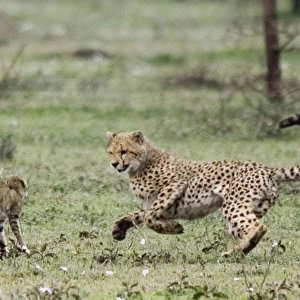 Young Cheetah - Fighting with a Wild Cat (Felis silvestris)