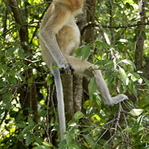 Young female Proboscis monkey, wild but relatively