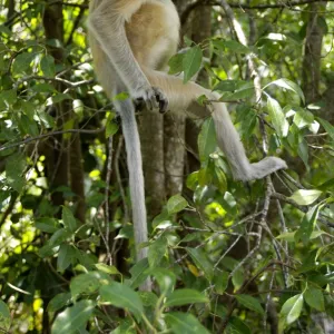 Young female Proboscis monkey, wild but relatively