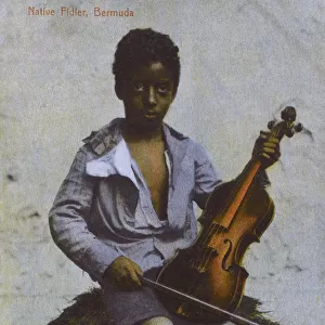 Young Fiddler, Bermuda