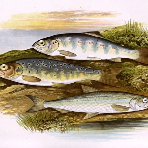 Young Trout, Salmon Parr, and Smelt