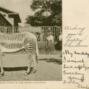 A Zebra - presented to Queen Victoria