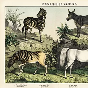 Zebra, quagga, donkey and Arabian horse