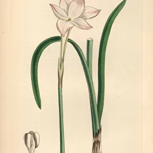 Zephyr lily, Zephyranthes drummondii