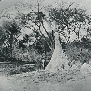 Zimbabwe (Rhodesia) - Ant hill