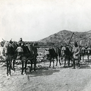 Zion Mule Corps in Palestine, WW1