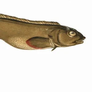 Zoarces viviparus, or Viviparous Eelpout