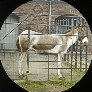 Zoo - Horse