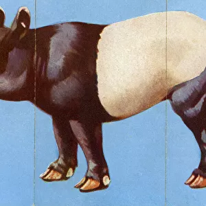 Zoo Misfitz card game - tapir