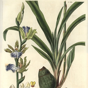 Zygopetalon mackaii, spotted zygopetalum orchid