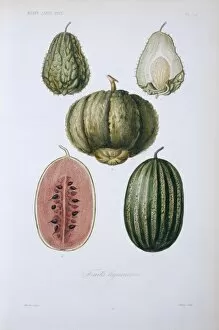 Juicy Collection: (1, 2) chayote (3) cantaloupe melon (4, 5) watermelon