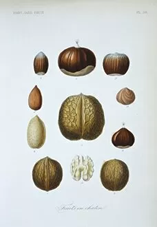 Almond Gallery: (1) lamberts nut (2, 6) chestnut (3) hazelnut (4, 4a) almond