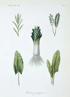 Horticultural Prints: (1) tarragon (2) salad burnet (3) garden leek (4) sorrel (5)