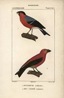 Crossbill Collection: 10938918
