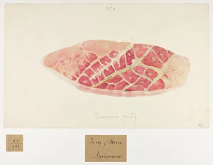 13741610