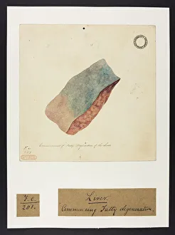 13741851
