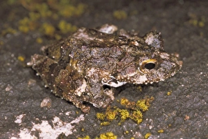 Anura Gallery: Frog