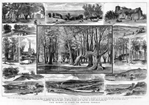 Lodge Collection: 15 views of Epping Forest, London