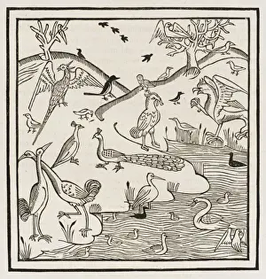 Fabulous Prints: 15th Century Birds