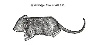 Mouse