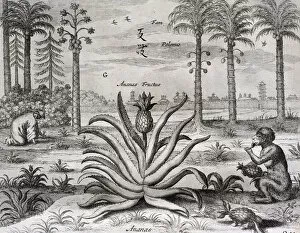 Barroque Collection: 17th century 1667 animal athanasius kircher barroque