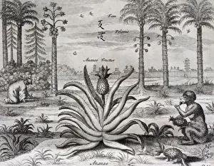 Studies Prints: 17th century 1667 animal athanasius kircher barroque