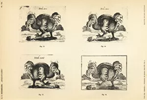Dodo Gallery: 17th century copies of the white dodo by Salomon