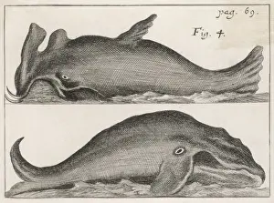 Whales Prints: 17th Century Whales