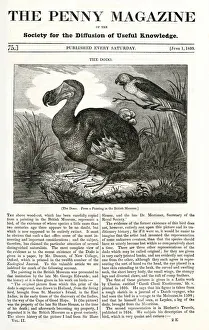Images Dated 25th April 2019: Dodo