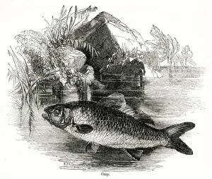 Carp