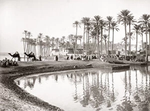 1880's - village, palm trees along the River Nile, Egypt