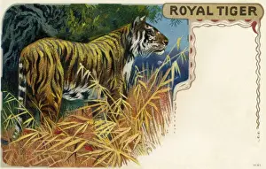 Numerous Prints: Tiger
