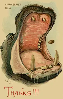 Hippo