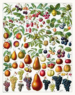 %unrestricted Prints: Fruit