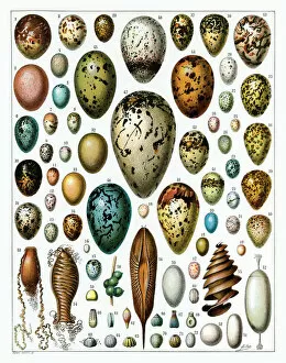 Eggshell Gallery: Eggs