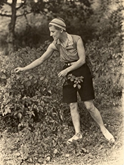 1930s lady picking brambles 1930s lady picking brambles