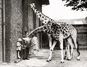 1930's press photo - feeding giraffes at London zoo