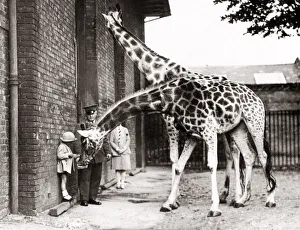 Giraffes Prints: 1930s press photo - feeding giraffes at London zoo