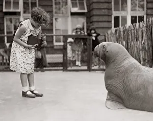 Humourous Prints: 1930s press print - girl at zoo taking photo of sealion