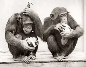 1930s press print monkeys Whipsnade Zoo Easter Eggs