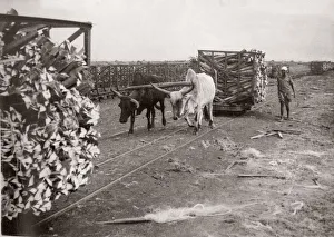 1940s East Africa - making sisal, Kenya