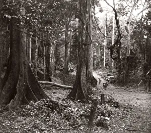 Hisorical Prints: 1940s East Africa Uganda - Budongo forest