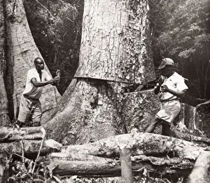 1940s East Africa Uganda - Budongo forest